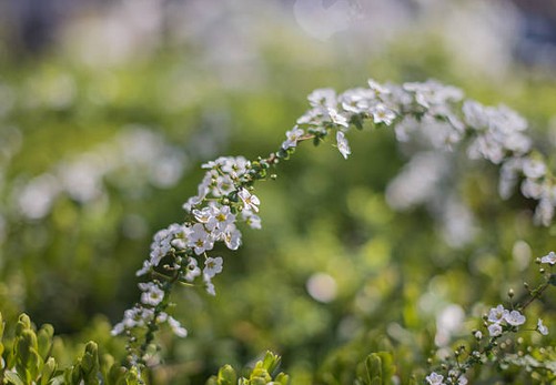 reine-prés-tisane